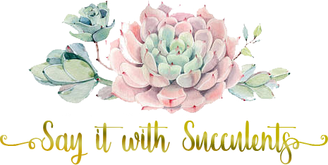 say-it-with-succulents-transparent